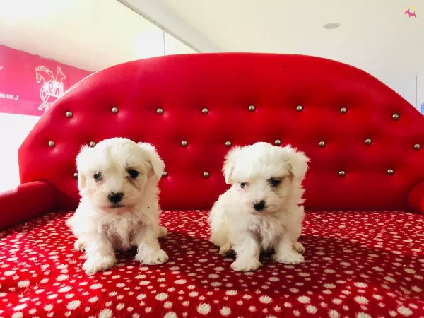 Maltese Terrier Yavrularmz