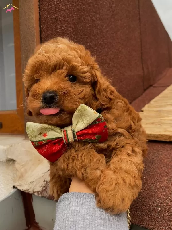 Sağlık Ve Irk Garantili Toypoodle Bebeklerimiz