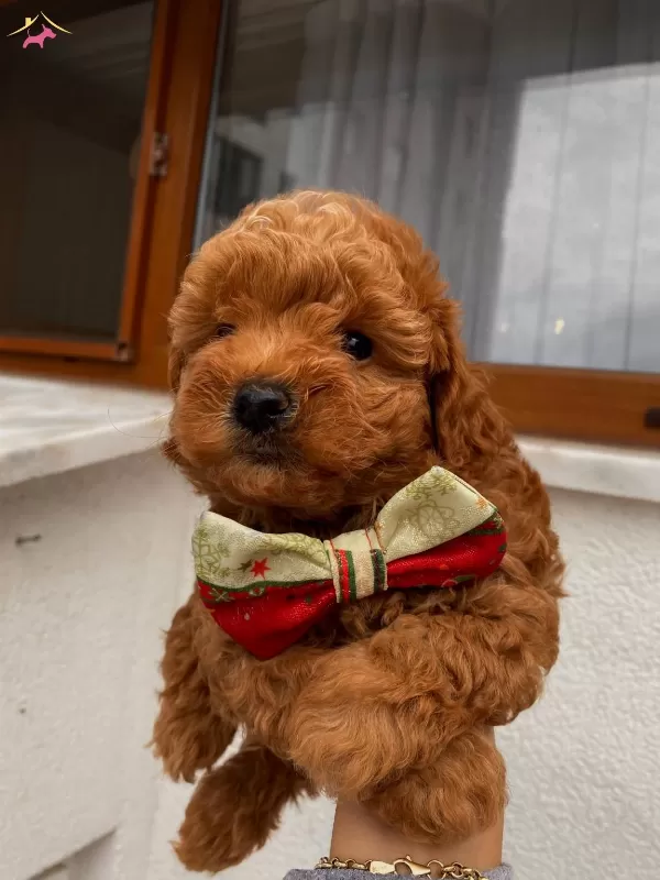Sağlık Ve Irk Garantili Toypoodle Bebeklerimiz