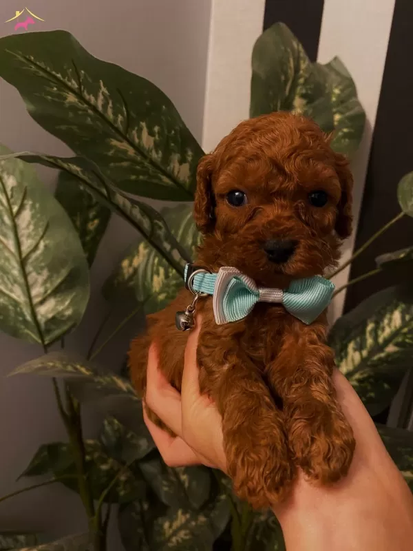 Sağlık Ve Irk Garantili Toypoodle Bebeklerimiz