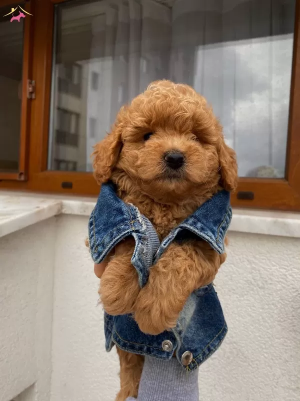 Sağlık Ve Irk Garantili Toypoodle Bebeklerimiz