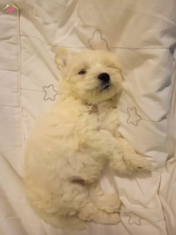 Kar Beyaz Maltese Terrier Bebeklerimiz