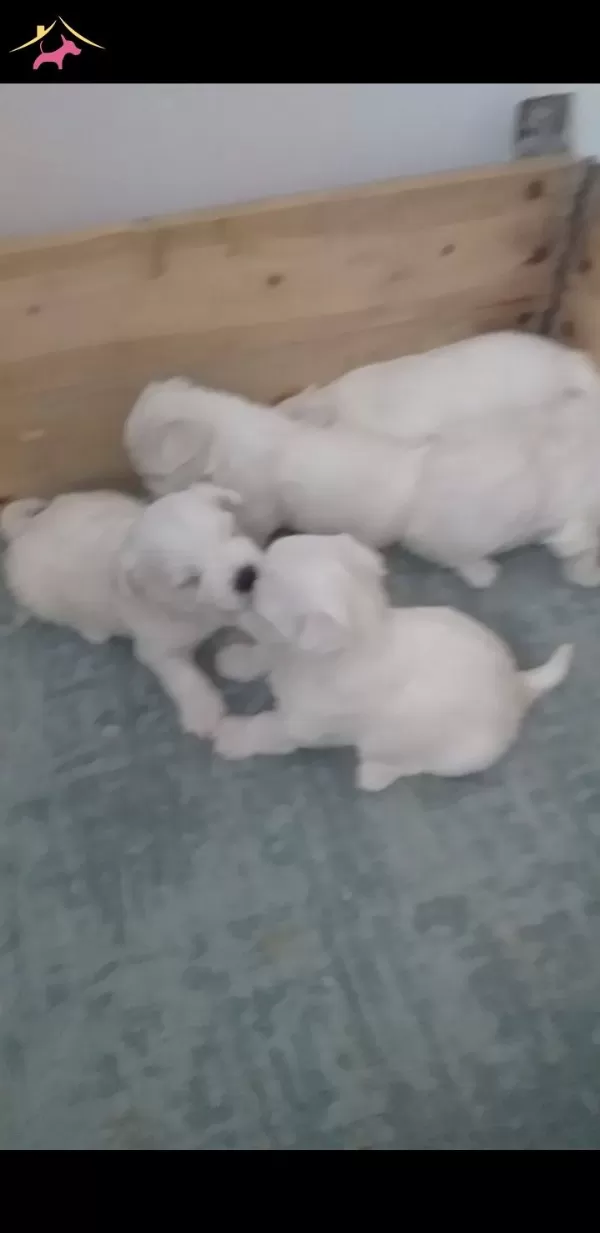 Kar Beyaz Maltese Terrier Bebeklerimiz