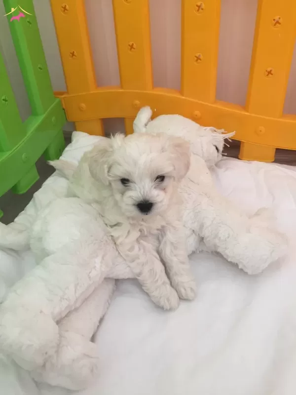 Kar Beyaz Maltese Terrier Bebeklerimiz