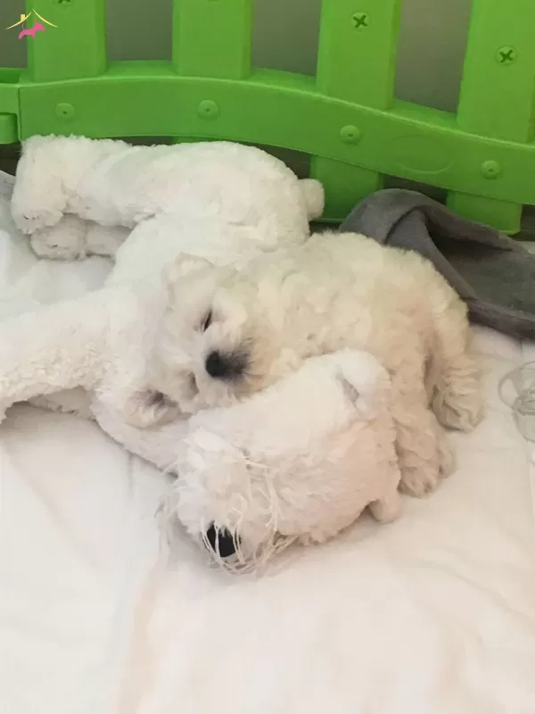 Kar Beyaz Maltese Terrier Bebeklerimiz