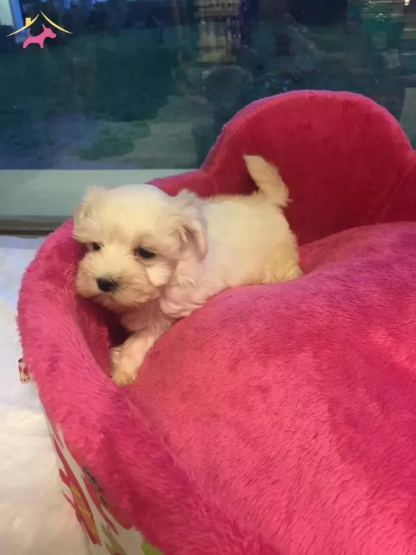 Kar Beyaz Maltese Terrier Yavrularımiz