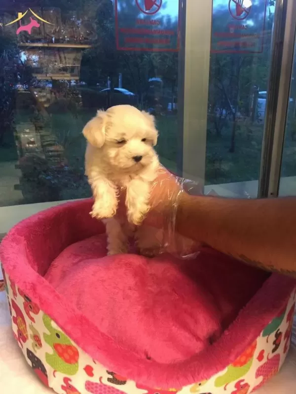 Kar Beyaz Maltese Terrier Yavrularımiz