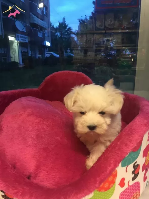 Kar Beyaz Maltese Terrier Yavrularımiz