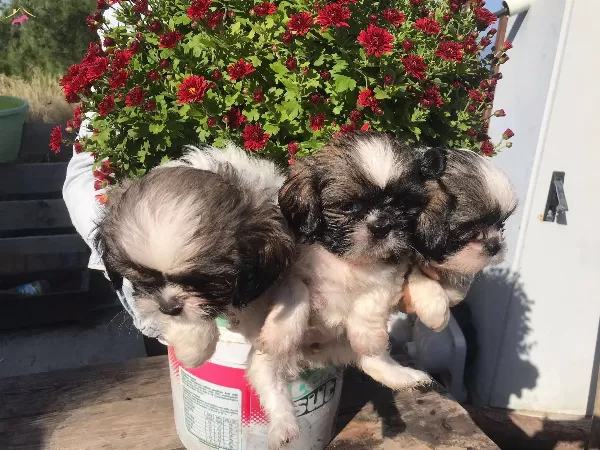 Minik Yavrularımız Sizlerle