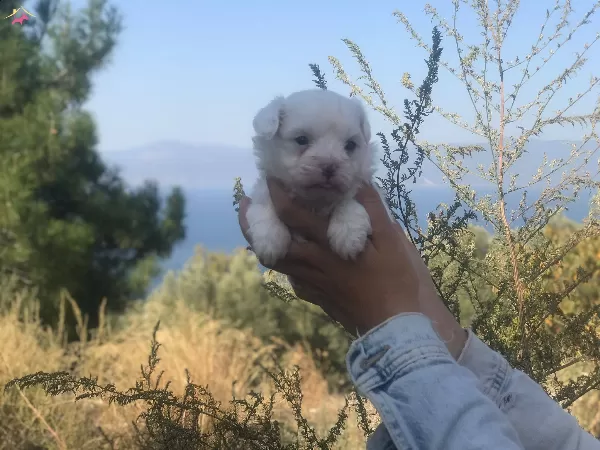 Minicik Tatlı Maltese Terrier Yavruları