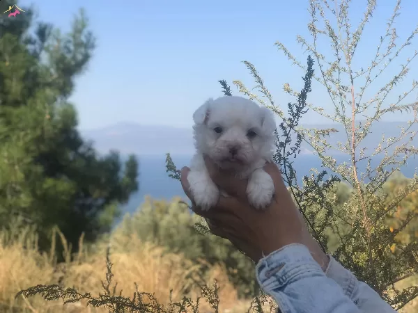 Minicik Tatlı Maltese Terrier Yavruları