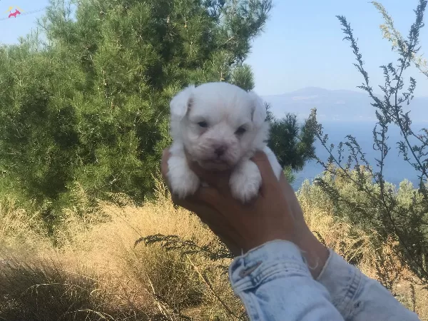 Minicik Tatlı Maltese Terrier Yavruları