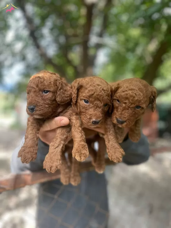 Gerçek Red Toy Poodle Bebeklerimiz
