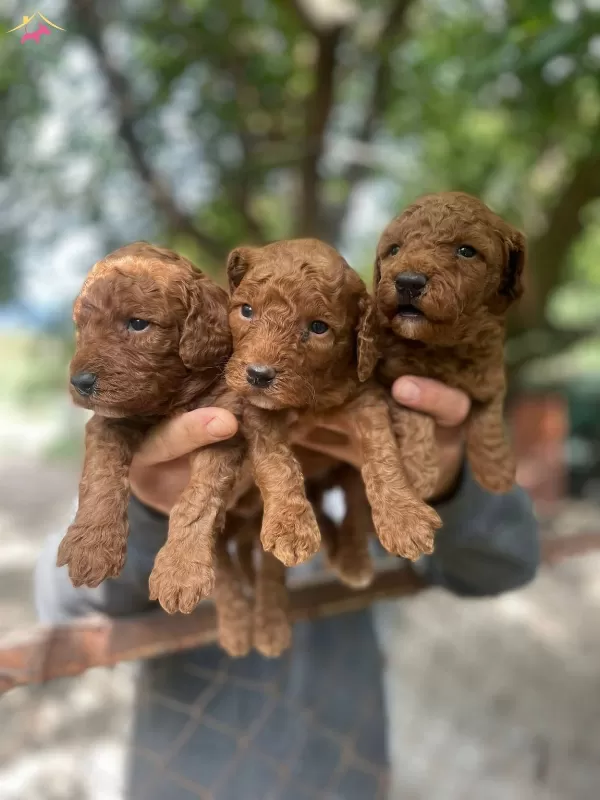 Gerçek Red Toy Poodle Bebeklerimiz