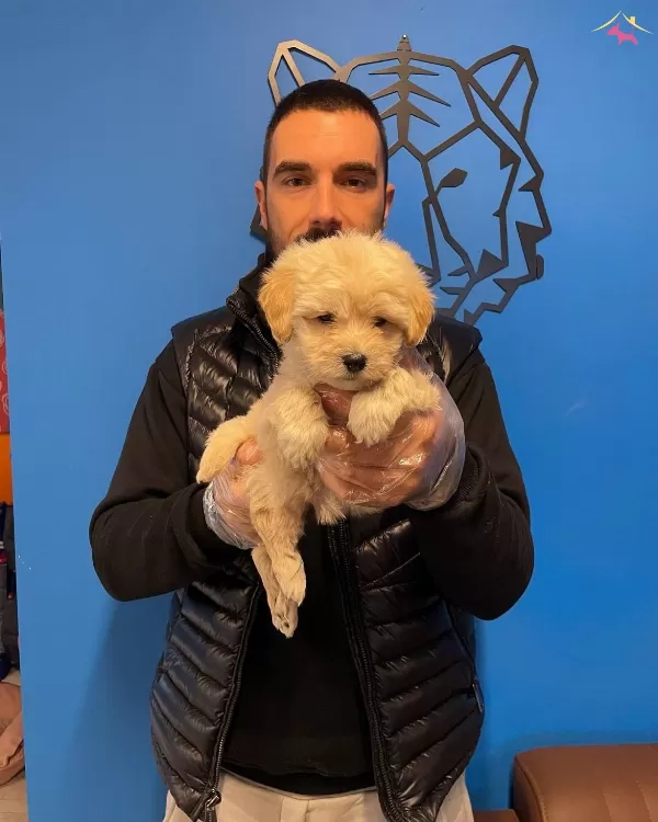 Sirin Mi Sirin Maltipoo Bebeklerimiz