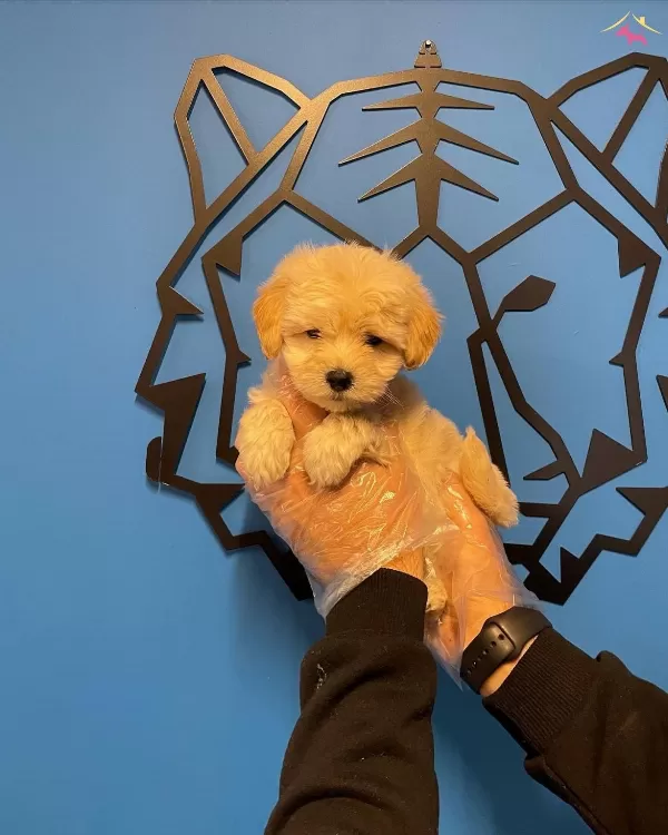 Sirin Mi Sirin Maltipoo Bebeklerimiz