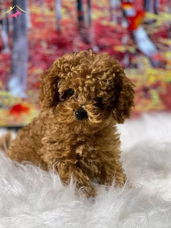 Zeki Oyuncu Antialerjik tüy Dokmeyen Poodle Bebeklerimiz