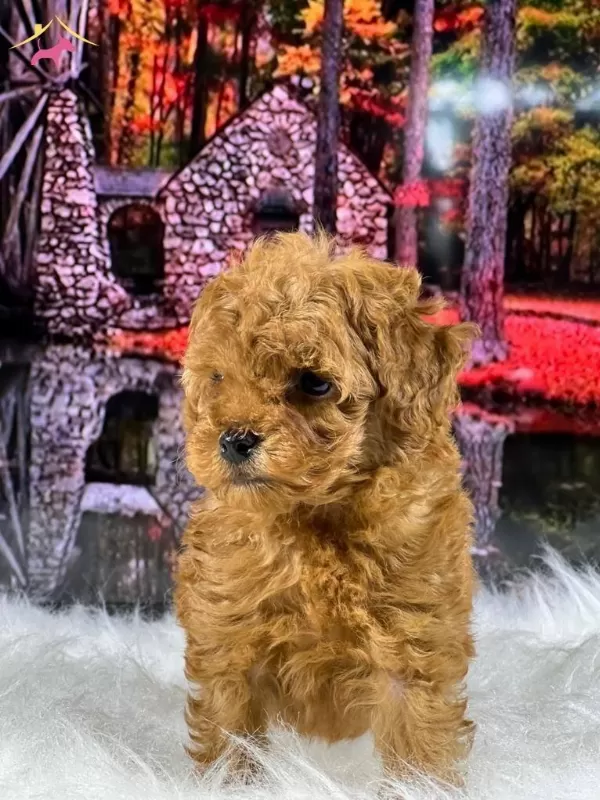 Zeki Oyuncu Antialerjik tüy Dokmeyen Poodle Bebeklerimiz