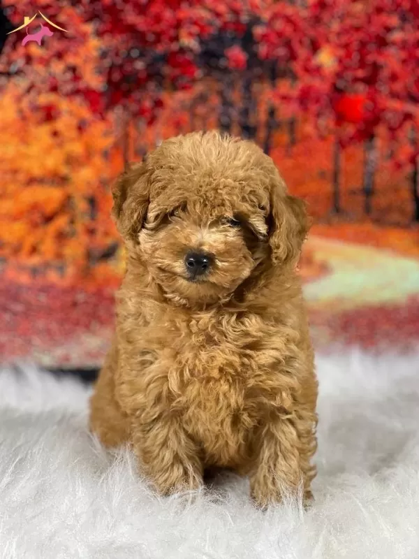 Zeki Oyuncu Antialerjik tüy Dokmeyen Poodle Bebeklerimiz