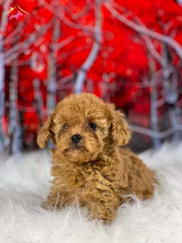 Zeki Oyuncu Antialerjik tüy Dokmeyen Poodle Bebeklerimiz