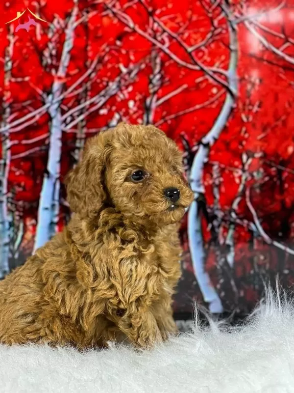 Zeki Oyuncu Antialerjik tüy Dokmeyen Poodle Bebeklerimiz