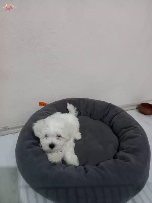 2 Aylık Maltese Terrier Minik Yavrularımız