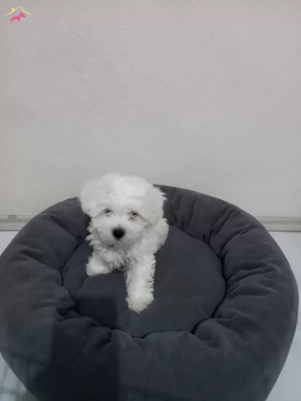 2 Aylık Maltese Terrier Minik Yavrularımız
