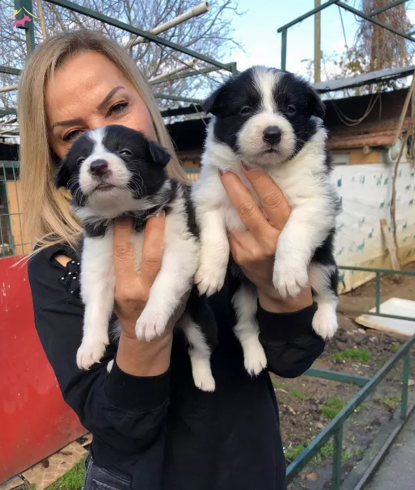 Akıllı Zeki Border Collie Yavrularımız