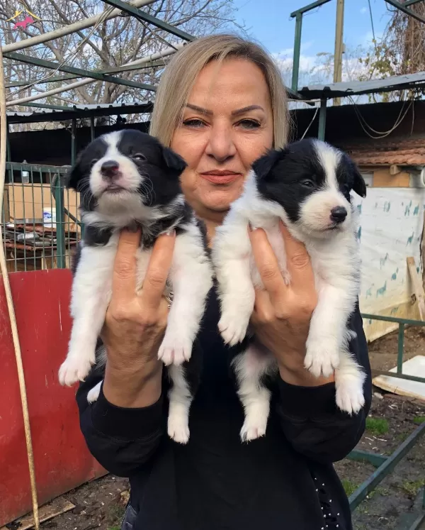 Akıllı Zeki Border Collie Yavrularımız