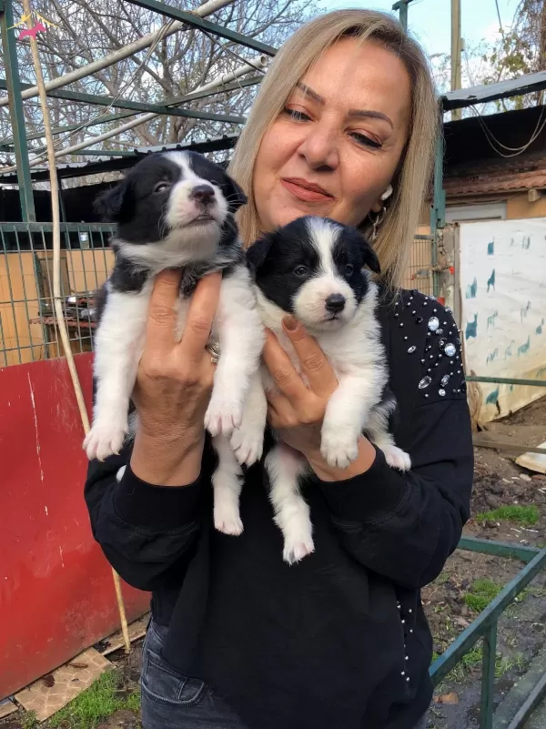 Akıllı Zeki Border Collie Yavrularımız