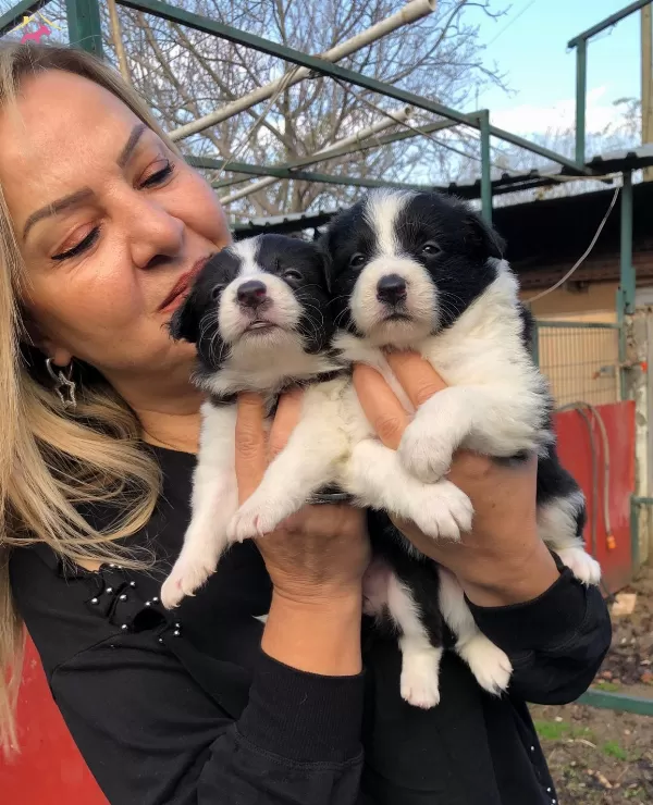 Akıllı Zeki Border Collie Yavrularımız
