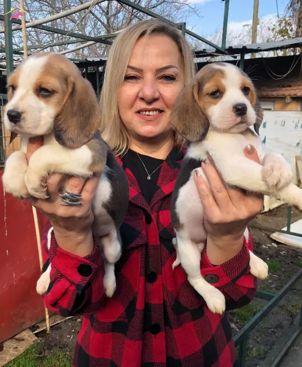 Sevimli Oyuncu Beagle Yavrularımız
