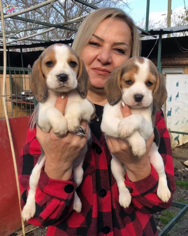 Sevimli Oyuncu Beagle Yavrularımız