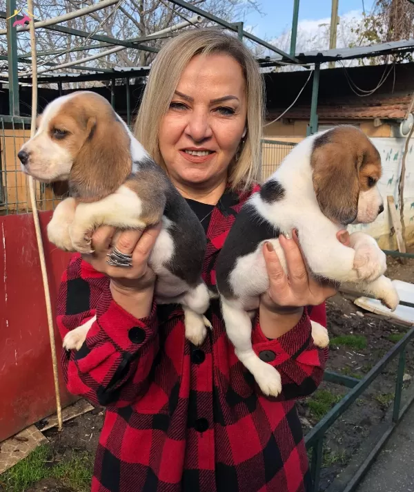Sevimli Oyuncu Beagle Yavrularımız