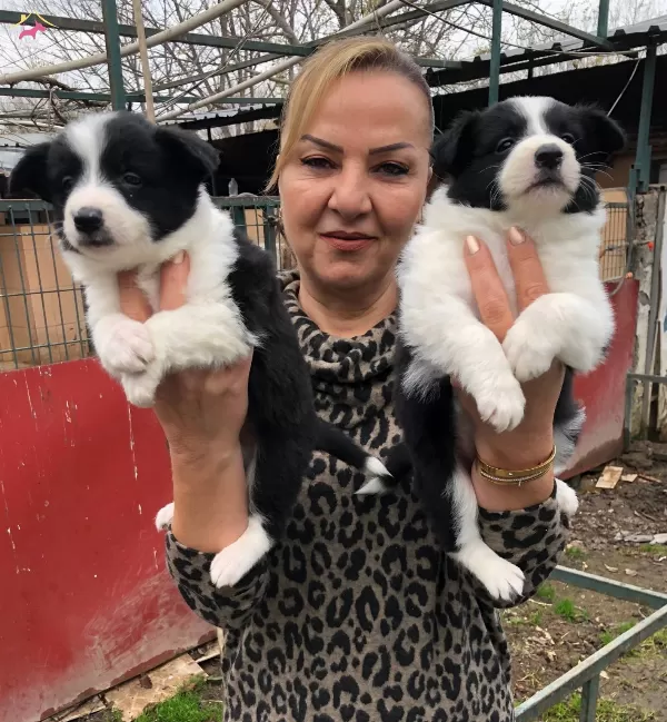 Muhteşem Irk Garantili Border Collie Yavrularımız