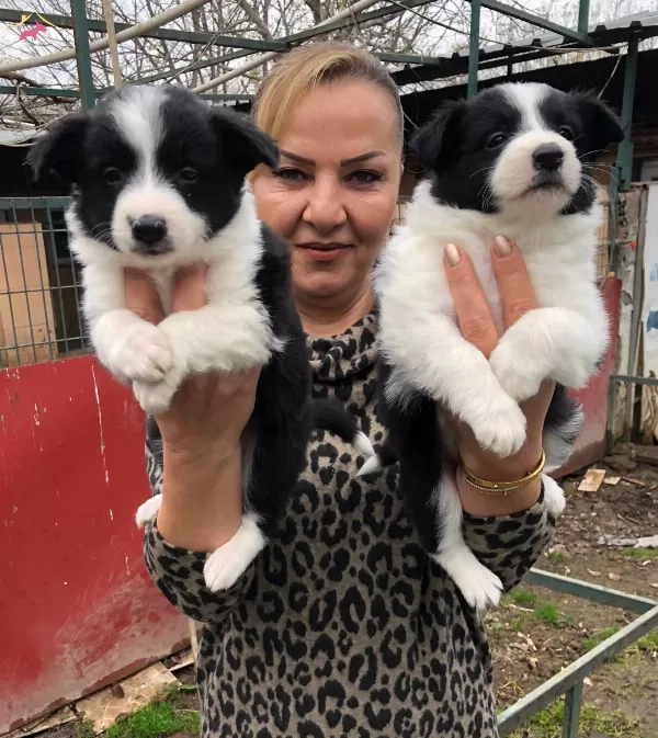 Muhteşem Irk Garantili Border Collie Yavrularımız