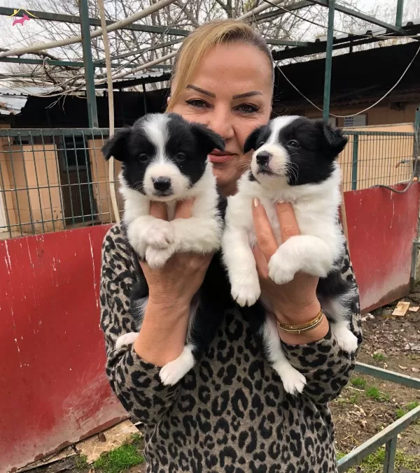 Muhteşem Irk Garantili Border Collie Yavrularımız