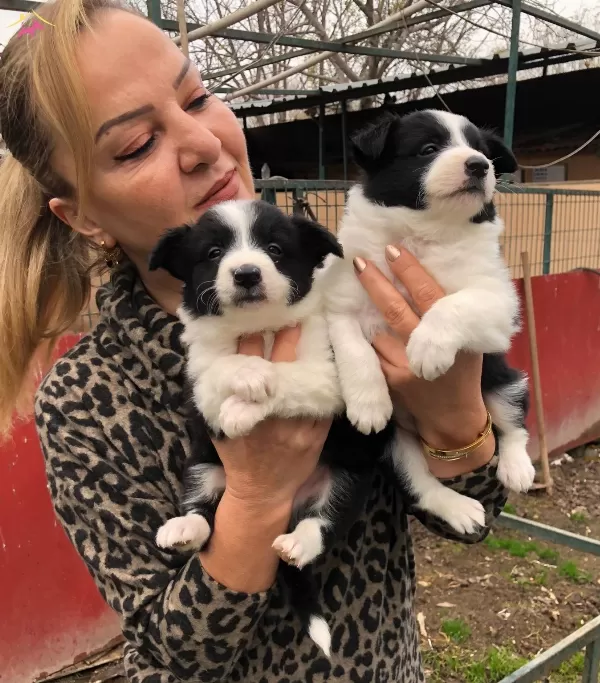 Muhteşem Irk Garantili Border Collie Yavrularımız