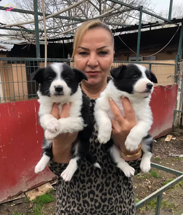 Muhteşem Irk Garantili Border Collie Yavrularımız