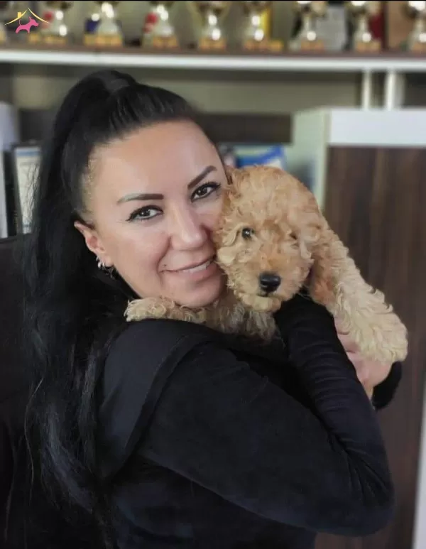 100 Irk Garantili Toy Poodle Yavrular