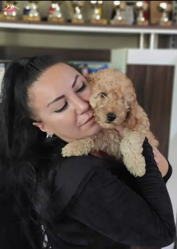 100 Irk Garantili Toy Poodle Yavrular