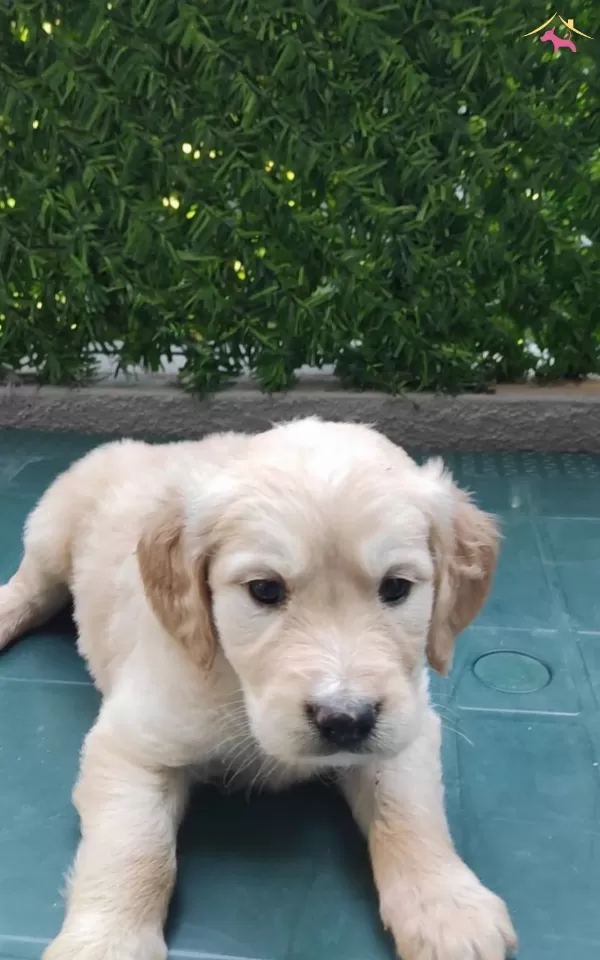A Kalite Golden Yavrular