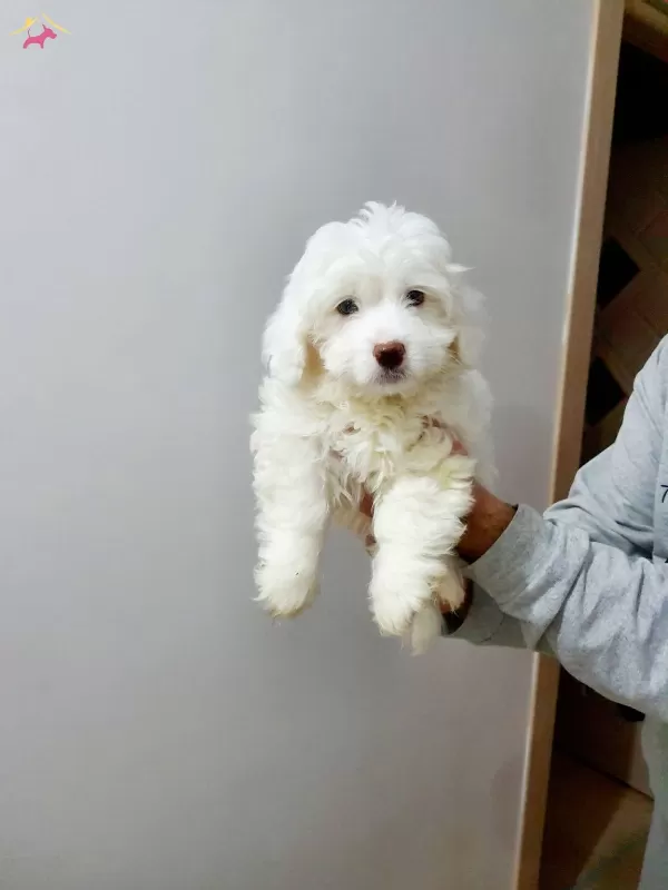 Maltesse Terrier Numara