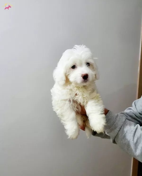 Maltesse Terrier Numara
