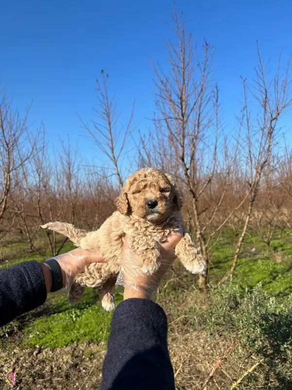 Dikkat Cekici Toy Poodle Yavrularımiz