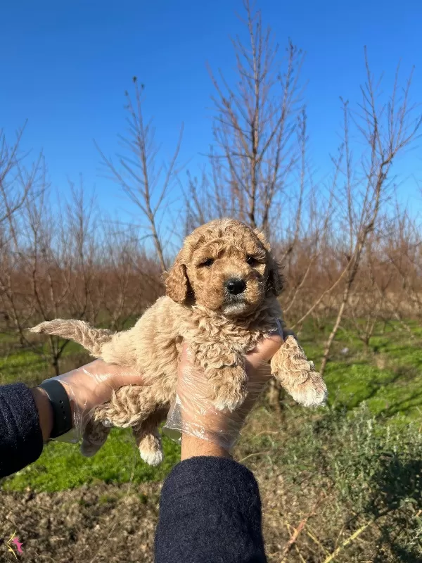 Dikkat Cekici Toy Poodle Yavrularımiz