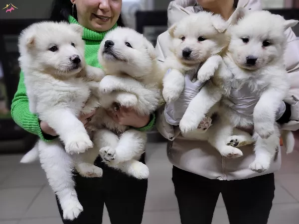 Safkan Irk Garantili Samoyed Yavruları