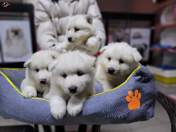 Safkan Irk Garantili Samoyed Yavruları