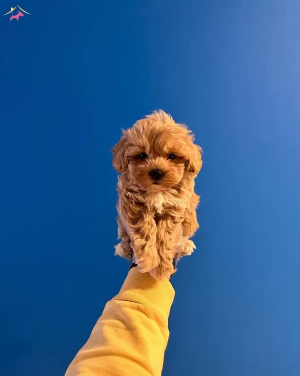 Red Renkte Bol Tüylü Maltipoo Yavrularımiz