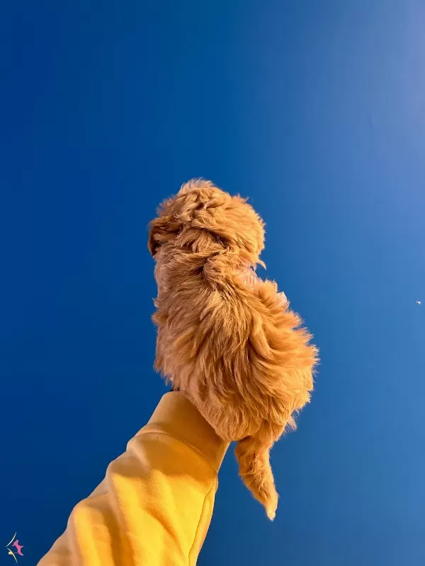 Red Renkte Bol Tüylü Maltipoo Yavrularımiz